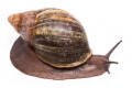 Archachatina puylaerti adult